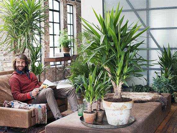 Yucas: un verde  toque tex-mex