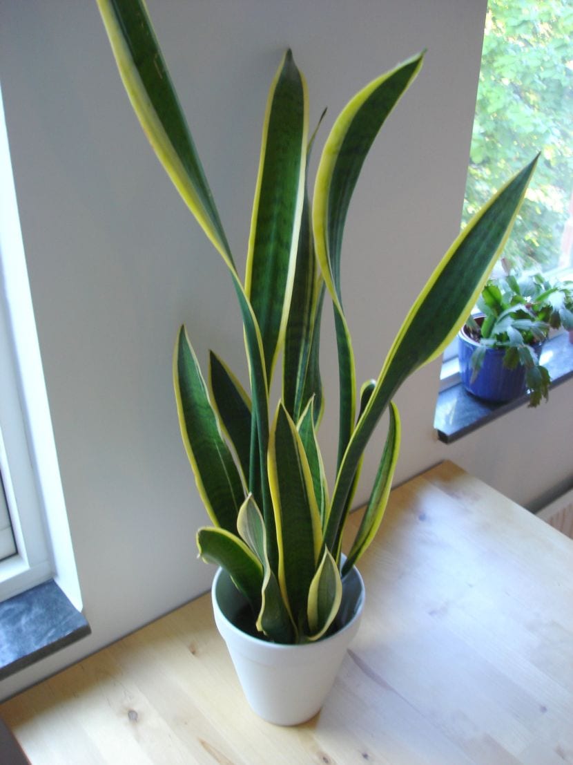Sansevieria de hojas erguidas en maceta