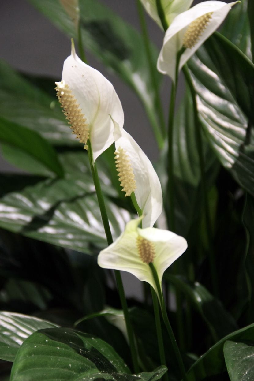 Espatifilo con sus flores blancas en una maceta de interior
