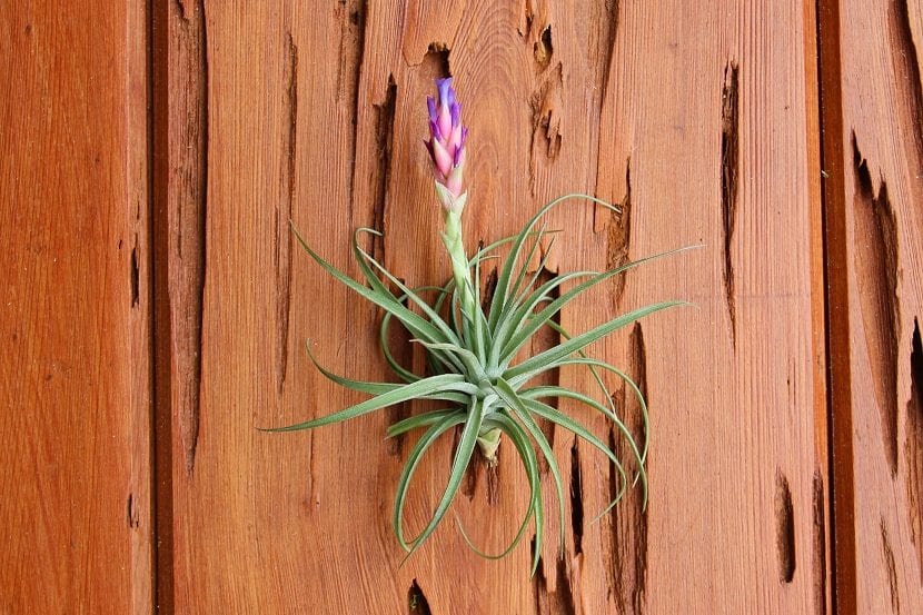 Tillandsia aeranthos, planta del aire con flores violetas