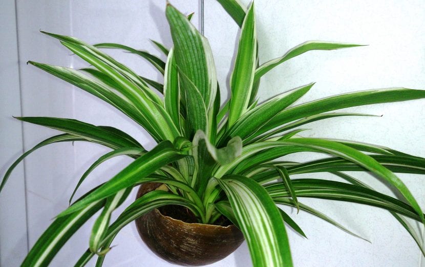 Chlorophytum comosum o cinta con sus estolones
