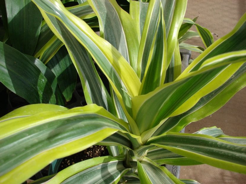 Dracaena fragrans o tronco del Brasil