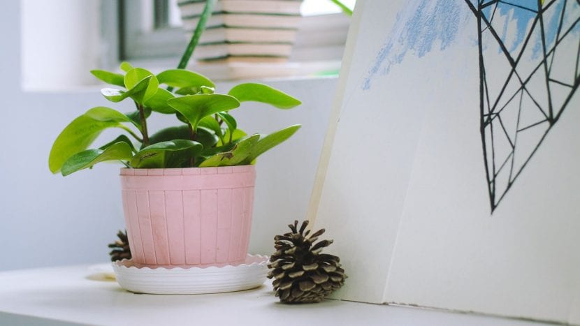 Plantas de interior en una estancia luminosa
