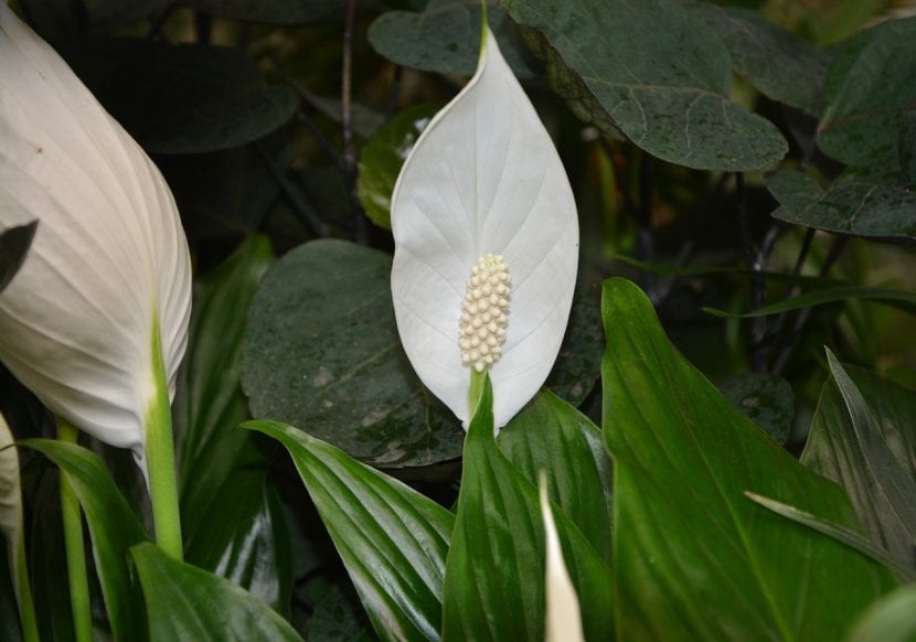 Spathiphyllum wallisii con sus espatas blancas