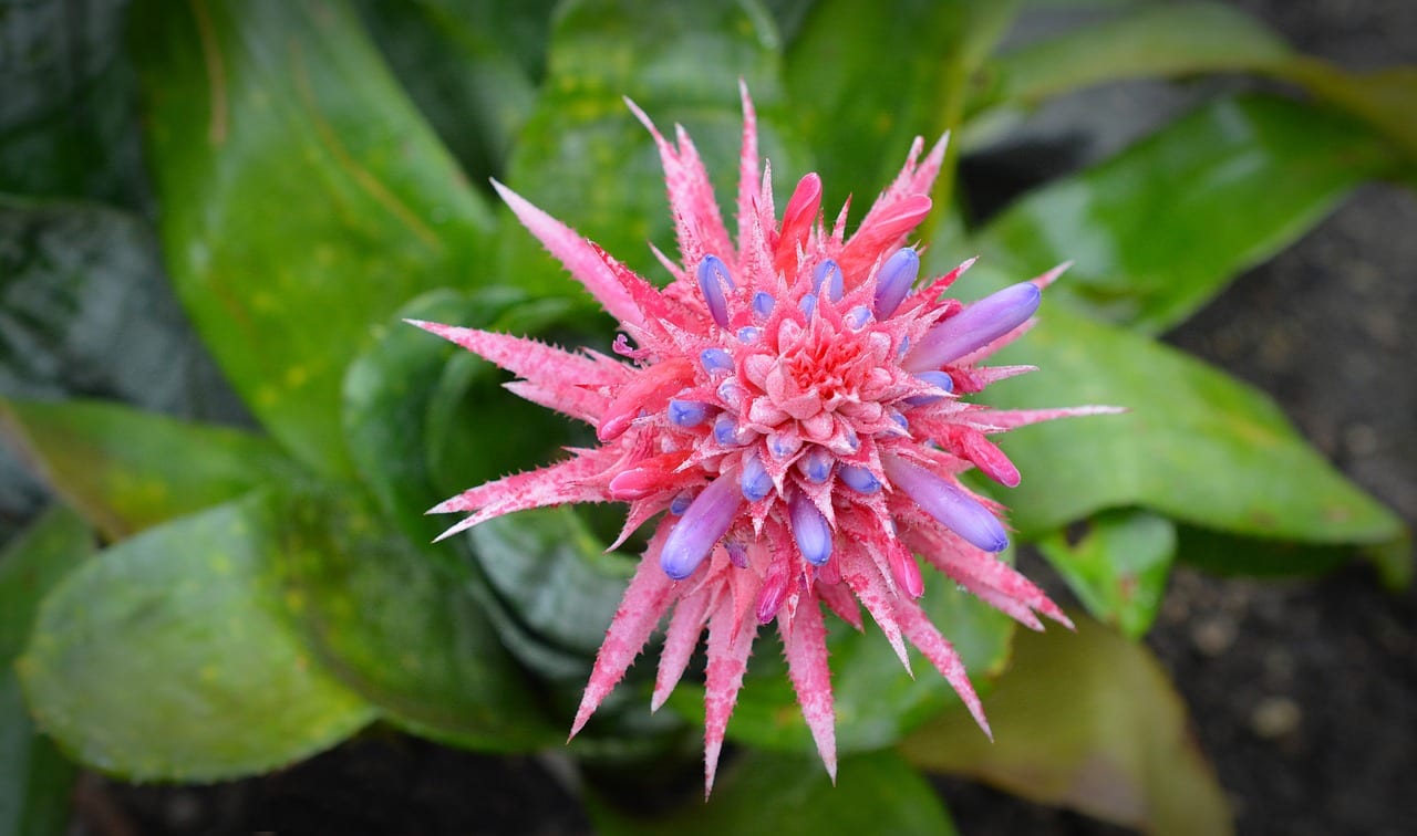 Aechmea fasciata con su inflorescencia rosa