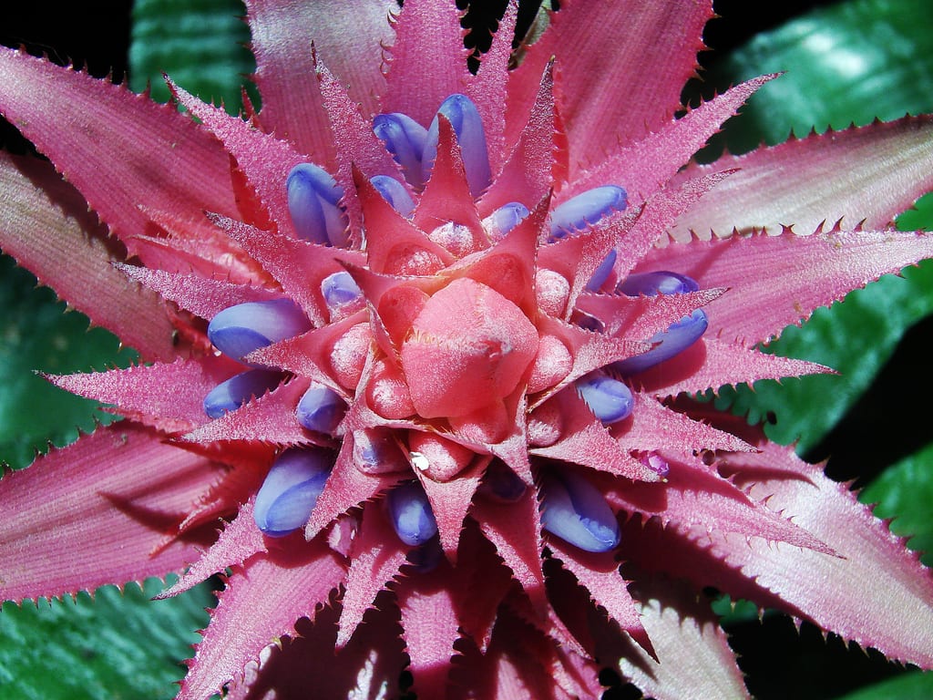 Aechmea: cuidados, riego en la cisterna y cómo sacarle hijuelos