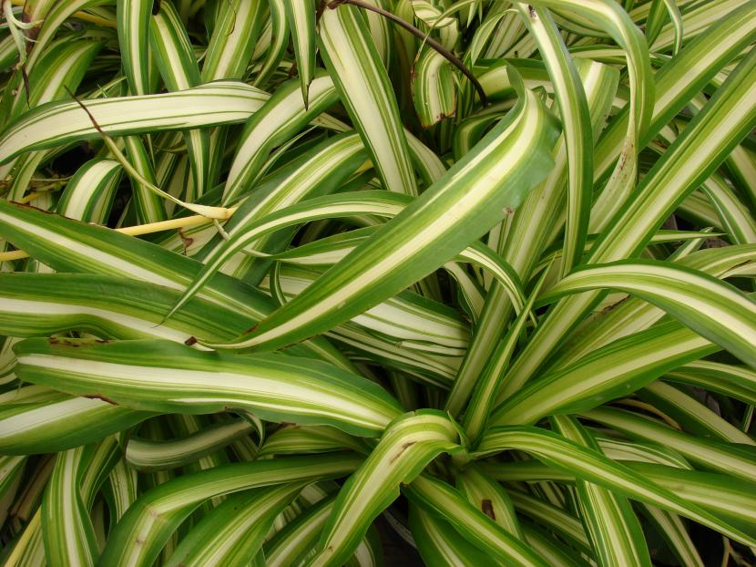 Cinta o Chlorophytum comosum con sus hojas arqueadas rayadas de blanco