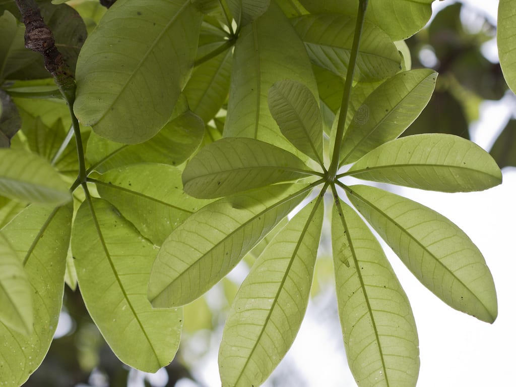 Hojas palmeadas de Pachira aquatica