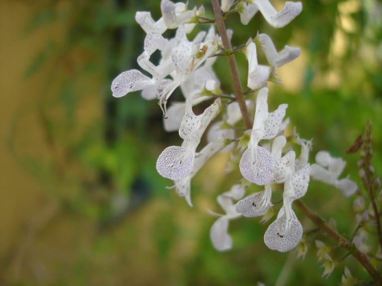 Flores blancas con motas violetas de la planta del dinero