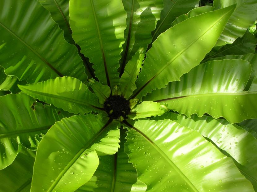 Asplenium nidus, helecho nido de ave, de hojas anchas
