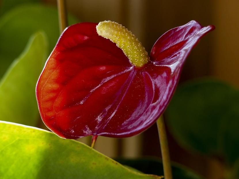 Cuidados de las plantas de interior en otoño
