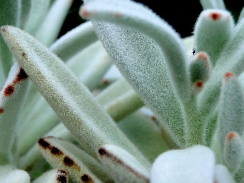 Kalanchoe en flor cultivado en interior