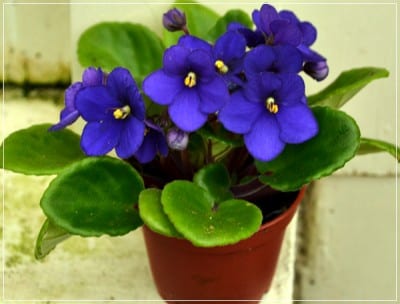 Violeta africana en flor