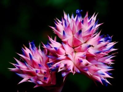 Bromelia con roseta de hojas y bráctea central de color