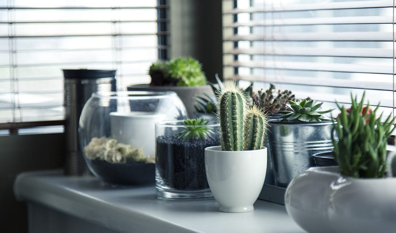 Decorar una habitación con plantas: guía práctica
