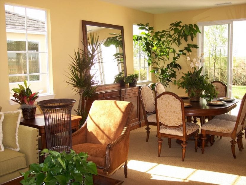 Salón decorado con plantas de interior de distintos portes