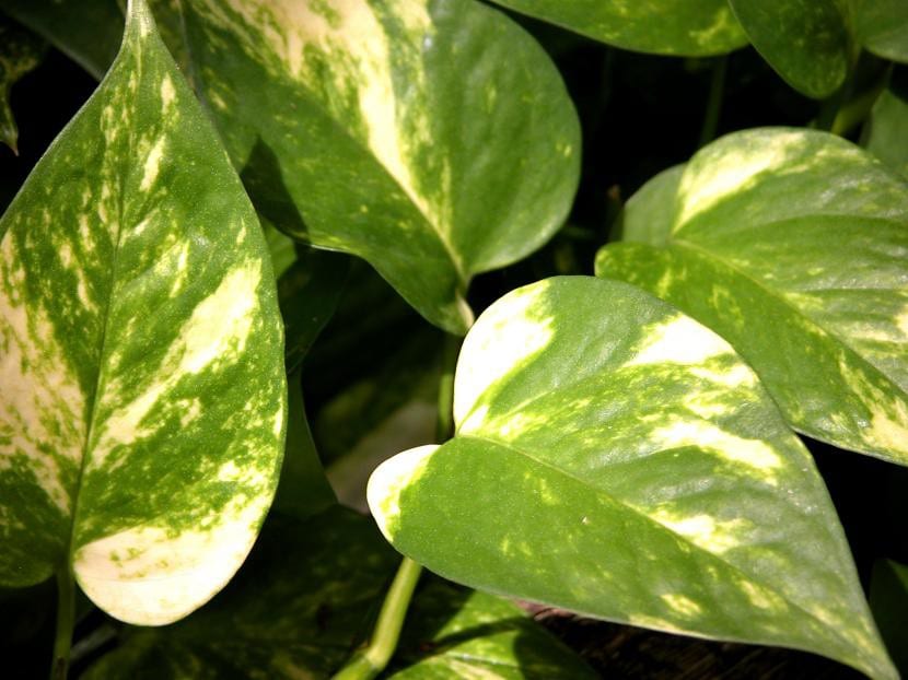 Hojas jaspeadas de potos, Epipremnum aureum