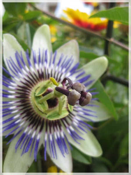 Flor de Passiflora caerulea abierta al sol