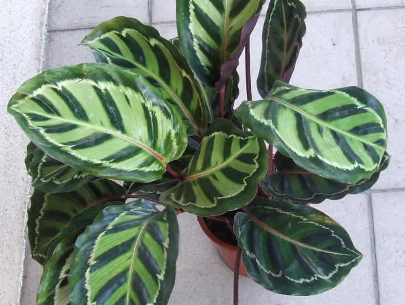 Calathea roseopicta, una de las tropicales más sensibles al frío
