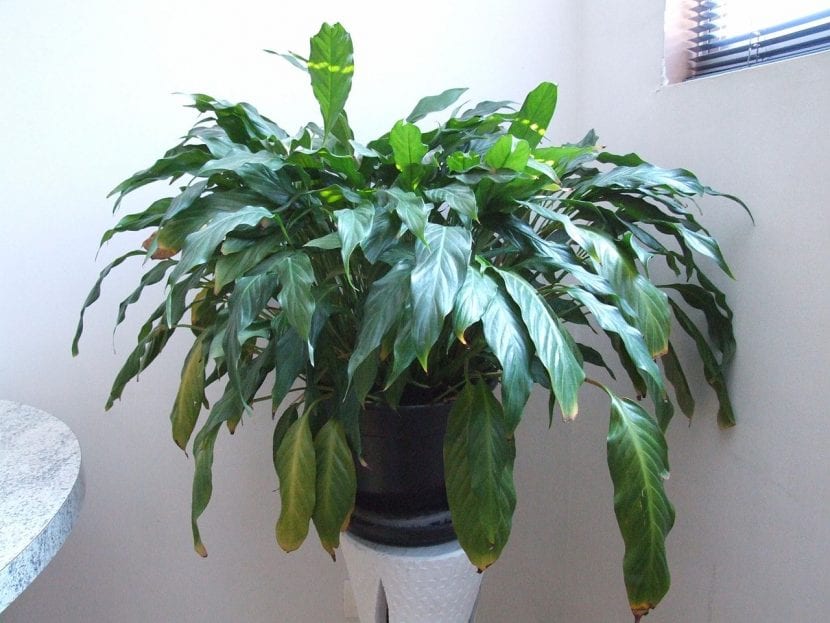 Spathiphyllum wallisii con hojas afectadas por bajas temperaturas