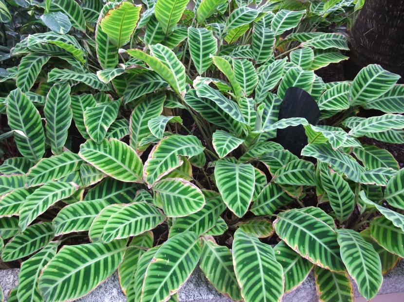 Calathea zebrina, planta de sotobosque tropical con hojas dibujadas típicas de sombra