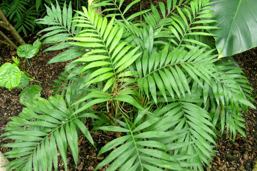 Chamaedorea elegans, palmera de sotobosque adaptada al cultivo en interior