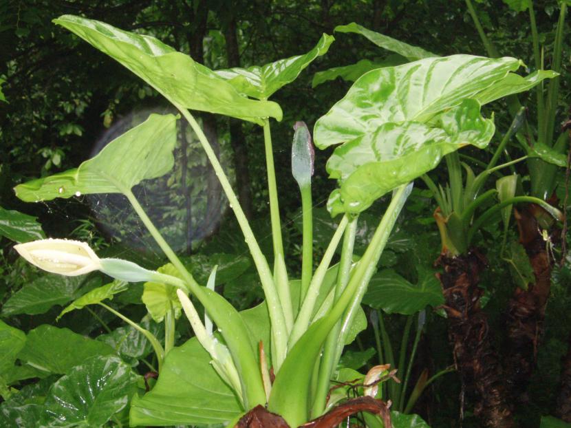 Oreja de elefante: cuidados de la Alocasia paso a paso