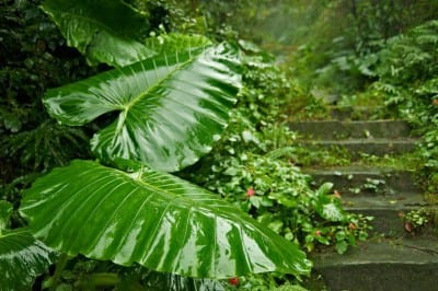 Hojas de Alocasia macrorrhizos