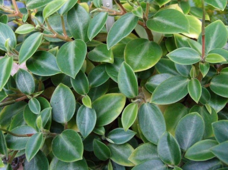 Ejemplar de Peperomia orba con hojas carnosas y brillantes