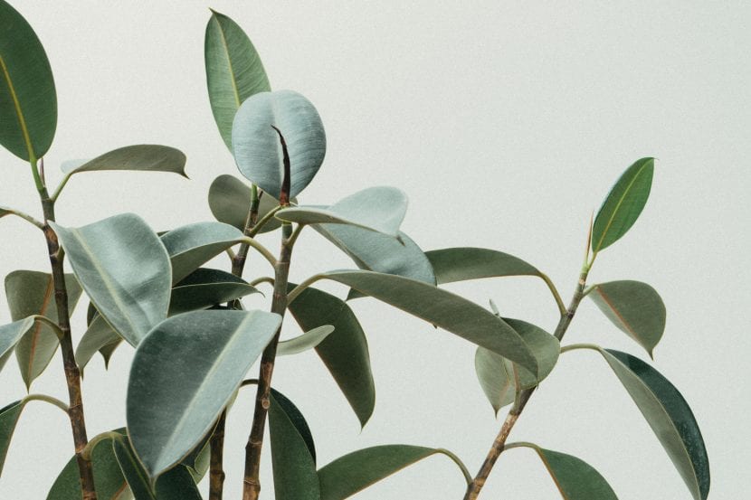 Árbol de ficus cultivado en el interior de una vivienda