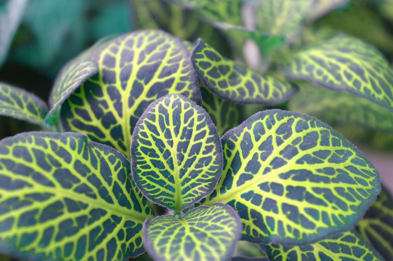 Riego de plantas de interior en invierno: cada cuánto