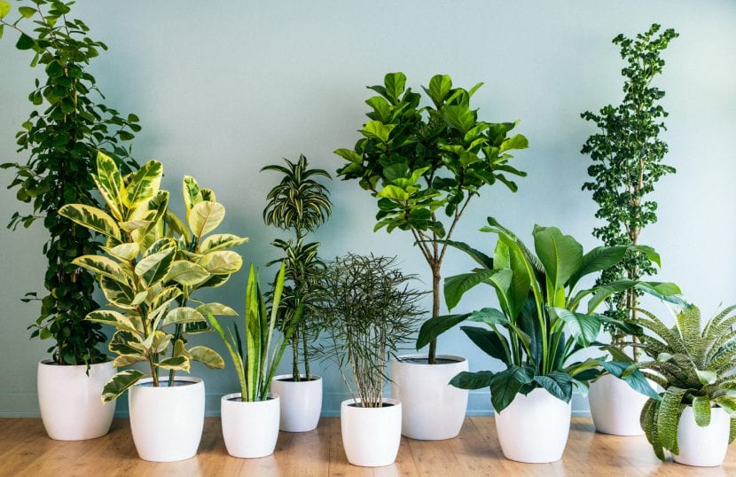 Conjunto de plantas de interior en macetas junto a una ventana