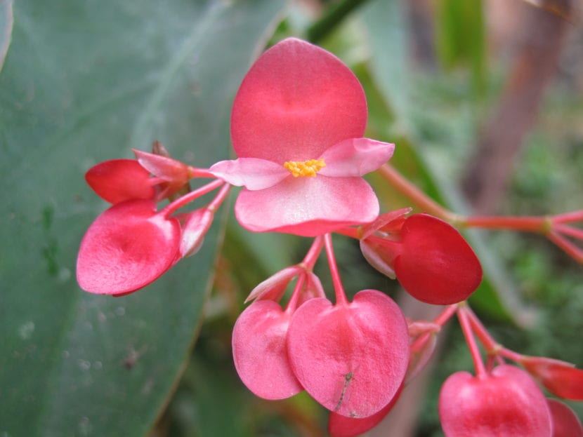 Ejemplar de Begonia maculata con hojas moteadas