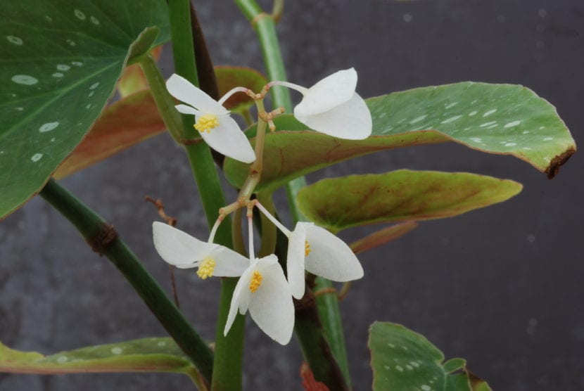 Begonia maculata en flor con racimos blancos