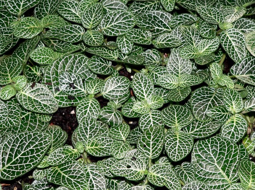 Fittonia albivenis con hojas verdes de nervadura blanca