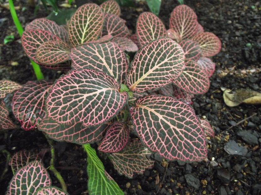 Fittonia verschaffeltii de nervadura rosada en maceta