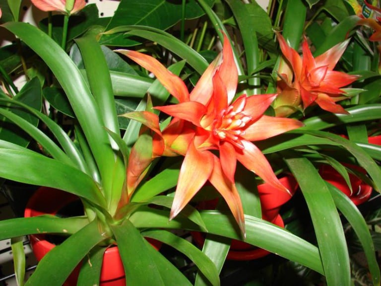 Ejemplar de Guzmania lingulata con la inflorescencia roja
