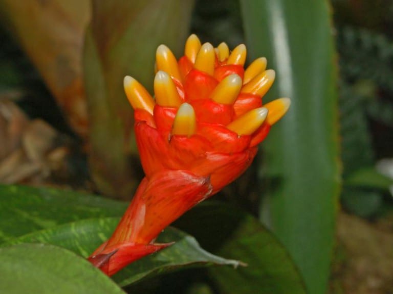 Hojas rayadas de Guzmania musaica