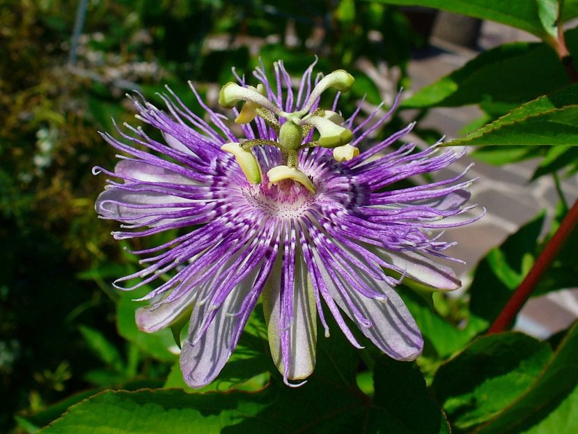 Flor de Passiflora incarnata con la corona de filamentos morados