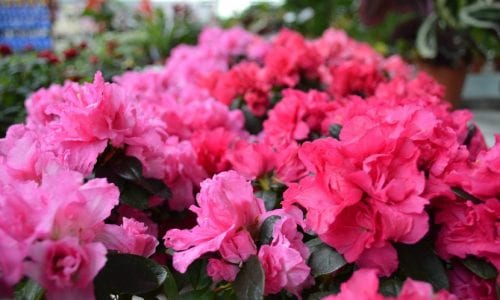 Azalea de interior en flor