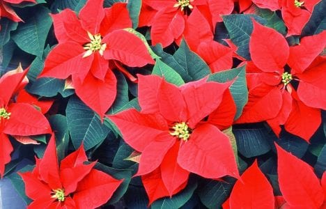 Flor de Pascua con brácteas rojas