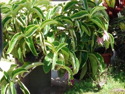 Vista general de una Medinilla magnifica