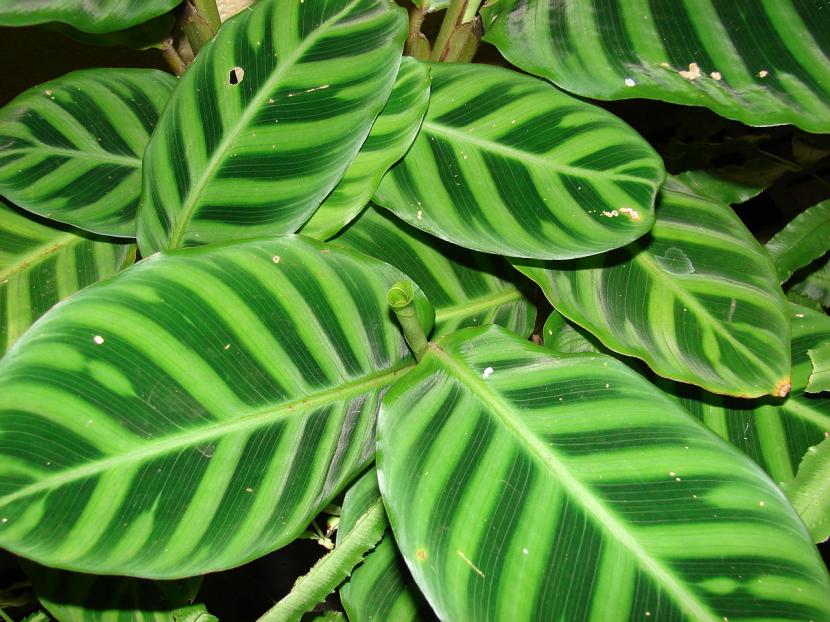 Hojas de Calathea zebrina con sus bandas aterciopeladas