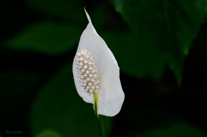 Ejemplar de Spathiphyllum con varias espatas blancas abiertas