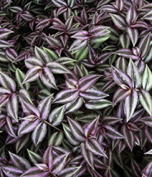 Tradescantia zebrina, Tradescantia pallida y otras