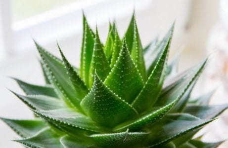 Planta de aloe vera