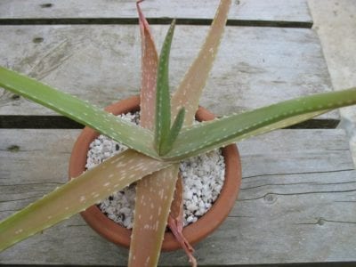 Hojas de aloe vera con tonos marrones