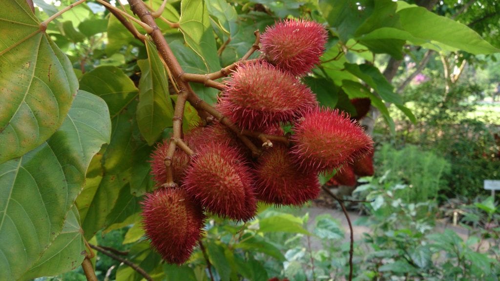 Achiote (Bixa orellana): cultivo, usos y propiedades