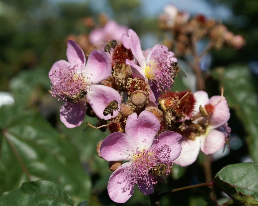 Flores rosadas del achiote