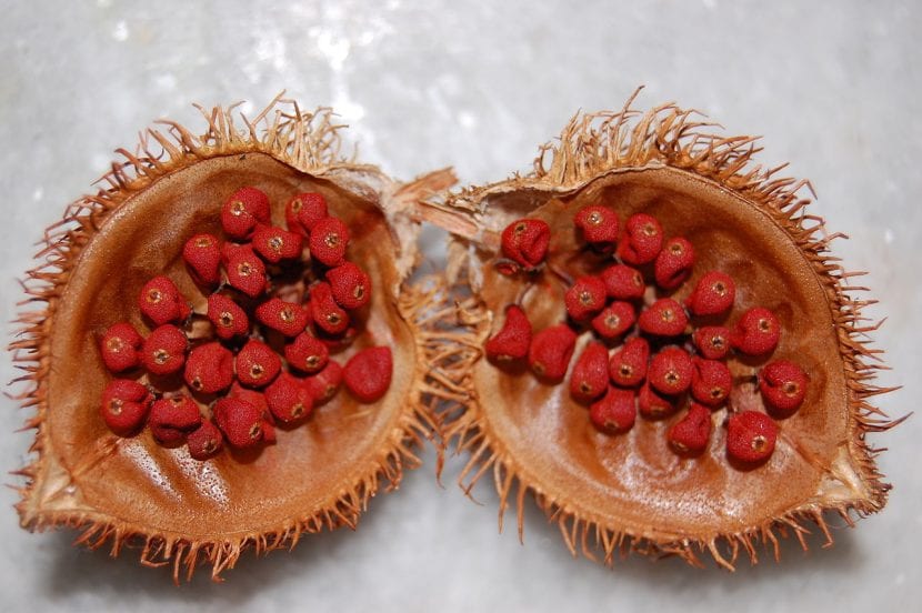 Semillas rojas de achiote dentro de su cápsula